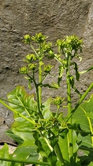 Sonchus fruticosus image