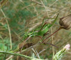 Parasteropleurus perezii