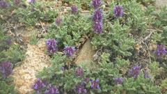 Dracocephalum pinnatum