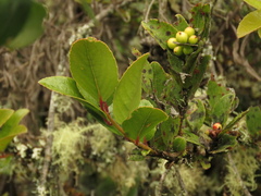 Xylosma spiculifera