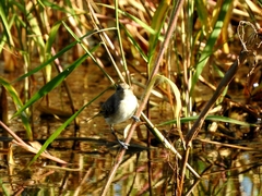 Acrocephalus australis