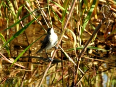 Acrocephalus australis