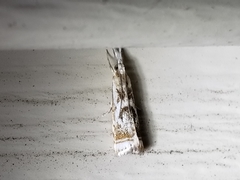 Microcrambus elegans