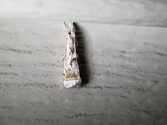 Microcrambus elegans