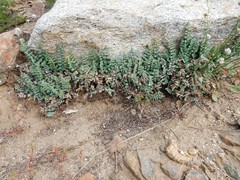 Pellaea bridgesii