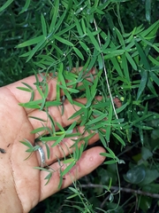 Asparagus volubilis