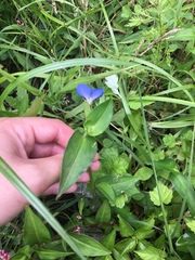 Commelina communis