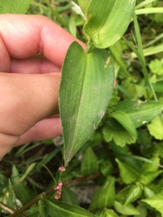 Commelina communis