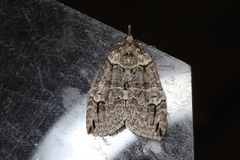 Hydriomena divisaria