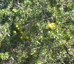 Argania spinosa
