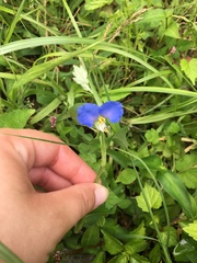 Commelina communis