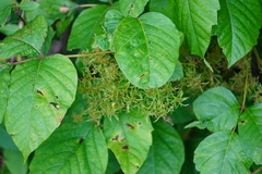 Eriophyes rhoinus