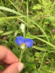 Commelina communis