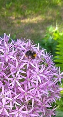 Bombus