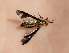 Chrysops macquarti