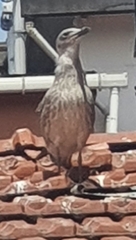 Larus