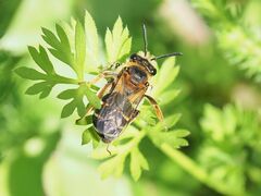 Andrena