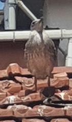 Larus