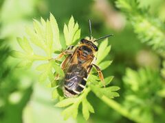 Andrena