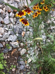 Coreopsis tinctoria