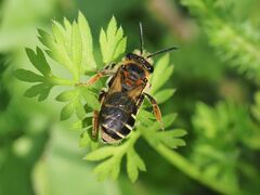 Andrena
