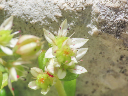 Sedum magellense