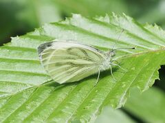 Pieris napi