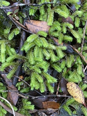 Schistochila nobilis