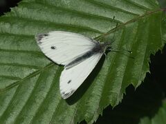 Pieris napi
