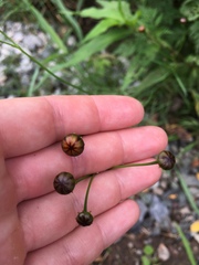 Coreopsis tinctoria