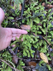 Schistochila nobilis