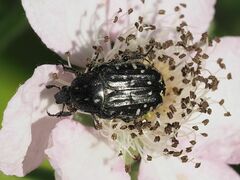 Oxythyrea funesta