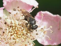 Hylaeus