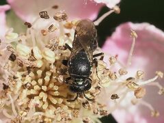 Hylaeus