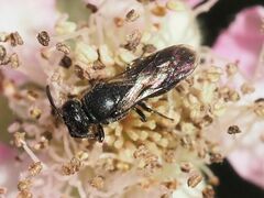 Hylaeus