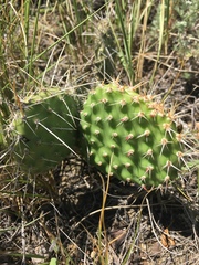 Opuntia polyacantha polyacantha