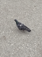 Columba livia domestica