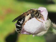 Anthophila