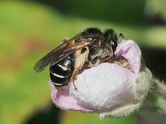 Anthophila