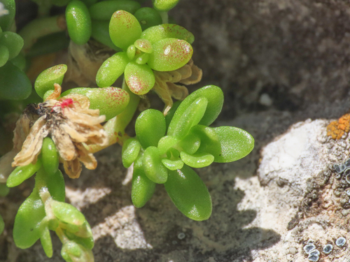 Sedum magellense 2