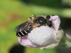 Anthophila