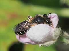 Anthophila