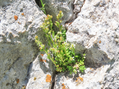 Sedum magellense