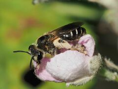 Anthophila