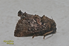 Orthocraspeda furva