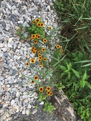 Coreopsis tinctoria