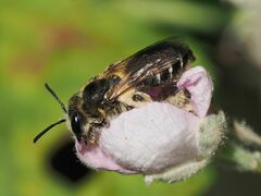 Anthophila