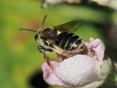 Anthophila