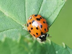 Harmonia axyridis