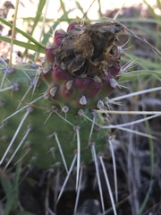 Opuntia polyacantha polyacantha